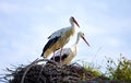 Two storks standing on their nest Royalty Free Stock Photo