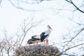 Two storks in their nest, in the spring months, one stork is standing the other is in the nest