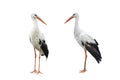 Two storks Royalty Free Stock Photo