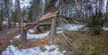 Two storm wind broken spruce trees laying next to each other in forest, Northern Scandinavia Royalty Free Stock Photo