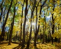 Two story wooden houses situated in maple tree forest with bright yellow colorful fall foliage, thick carpet of autumn leaves Royalty Free Stock Photo