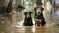 Two stranded dogs in the flood water