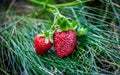 Two strawberries on ground on green grass