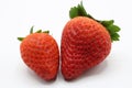 Two strawberries isolated Royalty Free Stock Photo