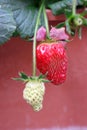 Two strawberries, one is mature and one is white