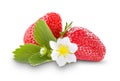 Two strawberries on a white background, flowering strawberries, strawberry isolate Royalty Free Stock Photo