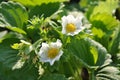 Two strawberry flowers on the stem Royalty Free Stock Photo