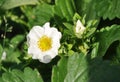 Two strawberry flowers on the stem Royalty Free Stock Photo