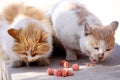 Two stray cats are devouring their meal. Royalty Free Stock Photo