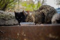 Stray Cat Eating, Detail Of Abandoned Animal Feeding. A Group Of Homeless And Hungry Street Cats Royalty Free Stock Photo