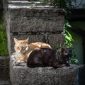 Two stray cats are laying together calmly on the stone fence at the street of old town in Plovdiv, Bulgaria Royalty Free Stock Photo