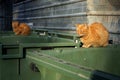 Two stray cats lying on the dirty garbage container Royalty Free Stock Photo