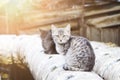 Two stray cats sit on the streetin the rays of the setting sun . Soft focus