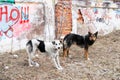 Two stray dogs in the background of wall with graffiti Royalty Free Stock Photo