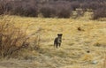 The two stray dogs in the field Royalty Free Stock Photo