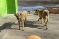 Two stray dogs guard entrance. Animals are abandoned on street. Sterilized dogs