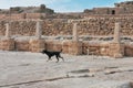 Stray dogs guarding the Egyptian tombs Royalty Free Stock Photo