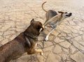 Two medium sized stray dogs playing on the pavement Royalty Free Stock Photo