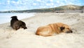 Two stray dogs sleeping on the warm sand of sea beach Royalty Free Stock Photo