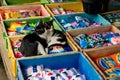 Two stray kitten cates sleeping in a crate of cleaning products and detergents, Nyaung shwe market