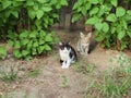 Two stray kittens. One is black and white, the other is gray with stripes Royalty Free Stock Photo