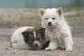 Two stray puppies in outdoor. Abandoned pets. International homeless animals day