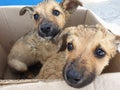 Two stray puppy in a cardboard box. Close-up Royalty Free Stock Photo