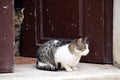 Two street cats guarding the door