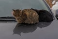 Two street cats sitting on the hood of a car to warm in a cold day Royalty Free Stock Photo