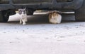 Two street cats sitting under the car Royalty Free Stock Photo