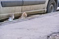 Two street cats sitting under the car Royalty Free Stock Photo