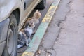 Two street cats sitting under the car Royalty Free Stock Photo