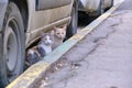 Two street cats sitting under the car Royalty Free Stock Photo