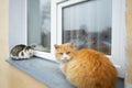 Two street cats are sitting on the window. Royalty Free Stock Photo