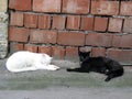 Two street cats, white and black, resting outdoor on the asphalt