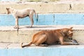 Two street dogs eating fish