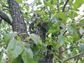 Two street kittens on a tree, gray and white with specks. Small predators. Kittens in a tree