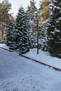 Two street lights in winter park among spruces Royalty Free Stock Photo