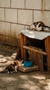 Two street yard thoroughbred fluffy multi-colored cats walking in town, Portrait of cute homeless abandoned pet in Kyiv at sunny Royalty Free Stock Photo