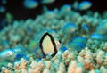 Two-stripe Damsel on a Coral Reef