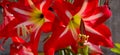 Two striped barbados lily blooming in Indian sun Royalty Free Stock Photo