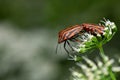Two Striped bugs sitting on a white flower Royalty Free Stock Photo