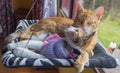 Two striped cats lying on their hammock