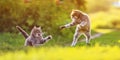 two cats play on a sunny green lawn bouncing high and releasing claws