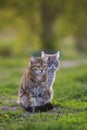 Two striped cats sit side by side on the grass in the spring garden