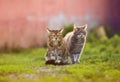 Two striped cats sit side by side on the grass in the spring garden and look ahead Royalty Free Stock Photo