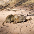 Two striped field mice on the Kalahari South Africa