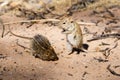 Two striped field mice on the Kalahari South Africa