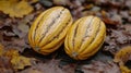 Two striped gourds on fallen leaves Royalty Free Stock Photo