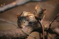 Two striped grass mice (Lemniscomys species) on a twig